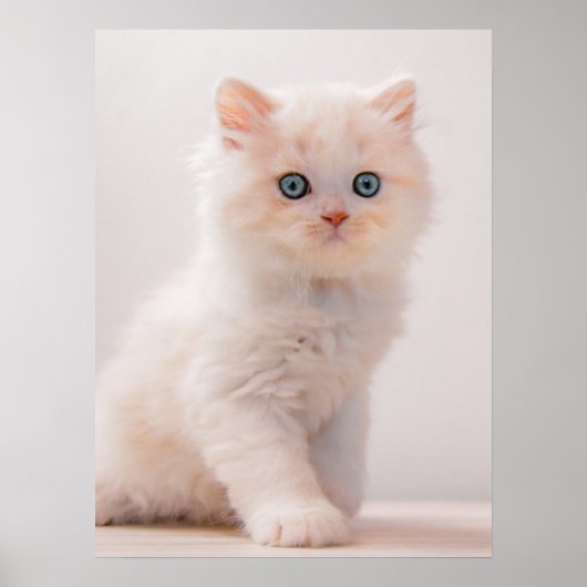 Niedliche Kleintiere | Blue Eye Kitten Poster (Vorne)