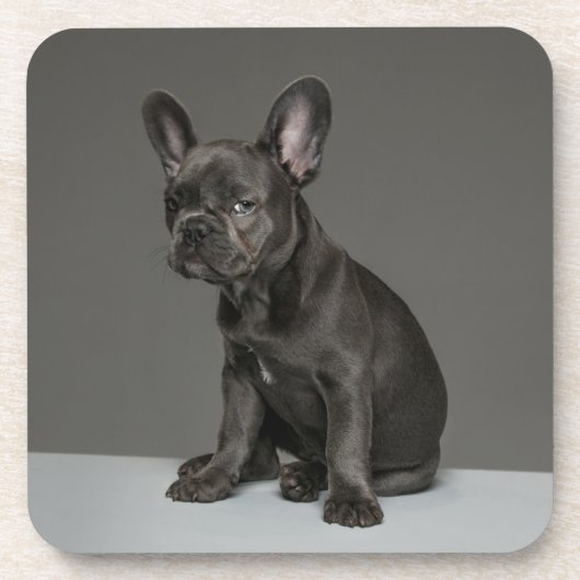 Niedliche Kleintiere | Blue French Bulldog Puppy Getränkeuntersetzer (Vorderseite)