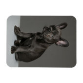 Niedliche Kleintiere | Blue French Bulldog Puppy Magnet (Horizontal)