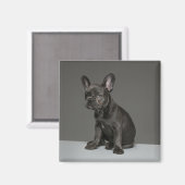 Niedliche Kleintiere | Blue French Bulldog Puppy Magnet (Vorderseite/Rückseite)