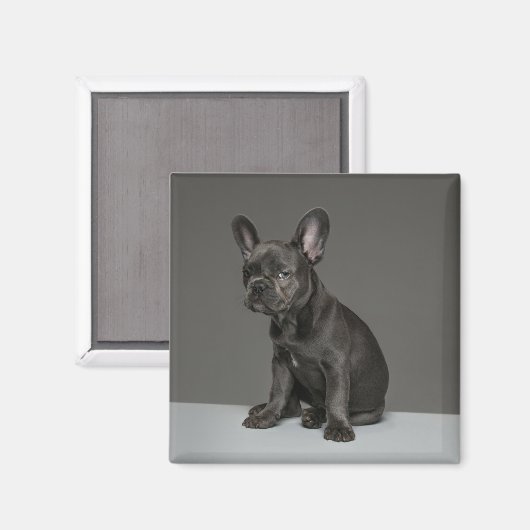 Niedliche Kleintiere | Blue French Bulldog Puppy Magnet (Vorderseite/Rückseite)
