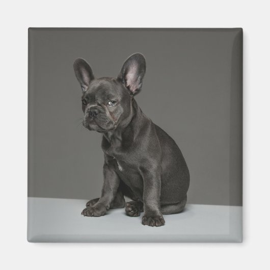 Niedliche Kleintiere | Blue French Bulldog Puppy Magnet (Vorne)