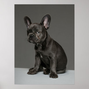 Niedliche Kleintiere   Blue French Bulldog Puppy Poster