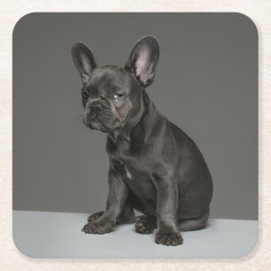 Niedliche Kleintiere   Blue French Bulldog Puppy Rechteckiger Pappuntersetzer