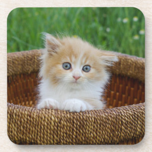 Niedliche Kleintiere Blue Mit Augen Kitten Getränkeuntersetzer