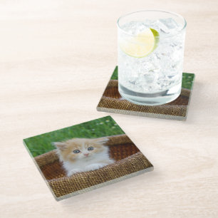 Niedliche Kleintiere Blue Mit Augen Kitten Glasuntersetzer
