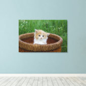 Niedliche Kleintiere | Blue Mit Augen Kitten Leinwanddruck (Insitu (Holzboden))