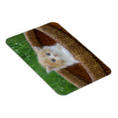 Niedliche Kleintiere | Blue Mit Augen Kitten Magnet (Rechte Seite)