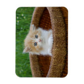 Niedliche Kleintiere | Blue Mit Augen Kitten Magnet (Vertikal)