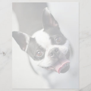 Niedliche Kleintiere   Boston Bulldog Smile