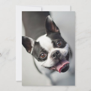 Niedliche Kleintiere Boston Bulldog Smile Dankeskarte