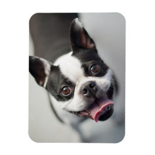 Niedliche Kleintiere Boston Bulldog Smile Magnet