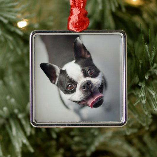 Niedliche Kleintiere | Boston Bulldog Smile Ornament Aus Metall (Baum)