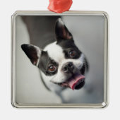 Niedliche Kleintiere | Boston Bulldog Smile Ornament Aus Metall (Vorne)