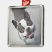 Niedliche Kleintiere | Boston Bulldog Smile Ornament Aus Metall (Links)