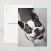 Niedliche Kleintiere | Boston Bulldog Smile Postkarte (Vorne/Hinten)