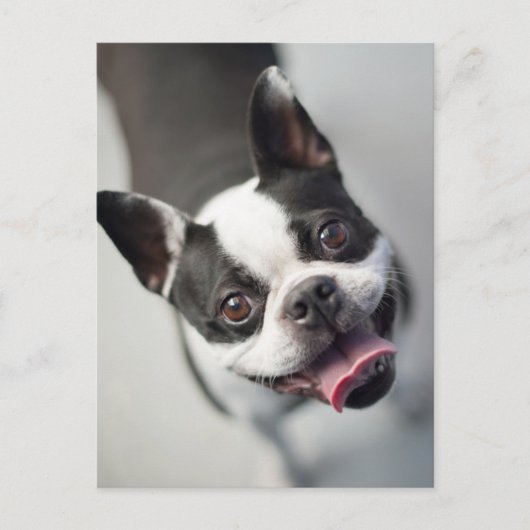 Niedliche Kleintiere | Boston Bulldog Smile Postkarte (Vorderseite)
