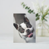 Niedliche Kleintiere | Boston Bulldog Smile Postkarte (Stehend Vorderseite)