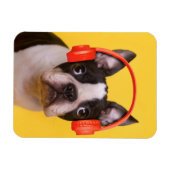 Niedliche Kleintiere | Boston Terrier Kopfhörer Magnet (Horizontal)
