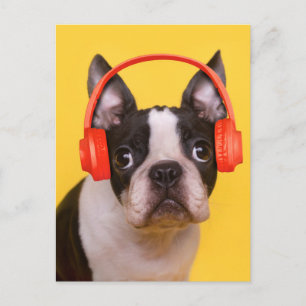 Niedliche Kleintiere   Boston Terrier Kopfhörer Postkarte