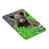 Niedliche Kleintiere | Braunbärenkuppe Magnet (Rechte Seite)