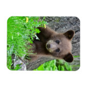 Niedliche Kleintiere | Braunbärenkuppe Magnet (Horizontal)