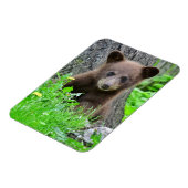 Niedliche Kleintiere | Braunbärenkuppe Magnet (Linke Seite)