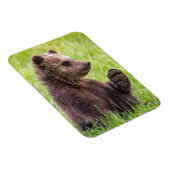 Niedliche Kleintiere | Braune Bärenwölfe Magnet (Rechte Seite)