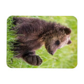 Niedliche Kleintiere | Braune Bärenwölfe Magnet (Horizontal)