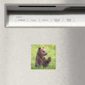 Niedliche Kleintiere | Braune Bärenwölfe Magnet (In Situ (Geschirrspüler))