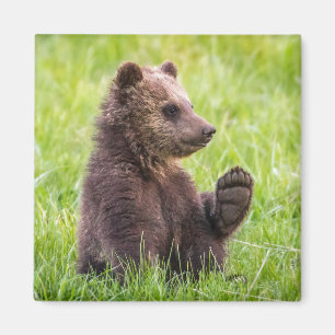 Niedliche Kleintiere Braune Bärenwölfe Magnet