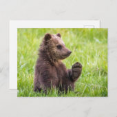 Niedliche Kleintiere | Braune Bärenwölfe Postkarte (Vorne/Hinten)