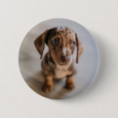 Niedliche Kleintiere | Braune Dackel Welpe Button (Vorderseite)
