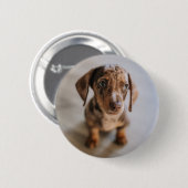 Niedliche Kleintiere | Braune Dackel Welpe Button (Vorne & Hinten)