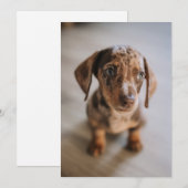 Niedliche Kleintiere | Braune Dackel Welpe Dankeskarte (Vorne/Hinten)