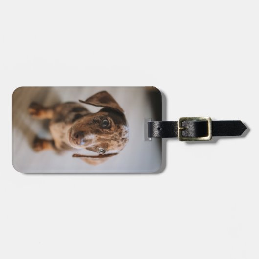 Niedliche Kleintiere | Braune Dackel Welpe Gepäckanhänger (Vorderseite horizontal)