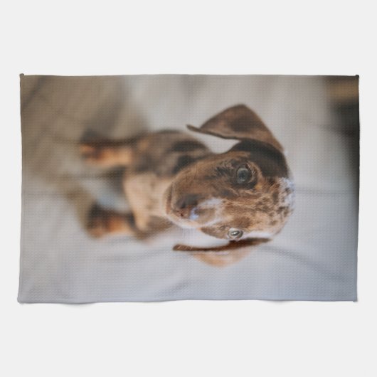 Niedliche Kleintiere | Braune Dackel Welpe Geschirrtuch (Horizontal)