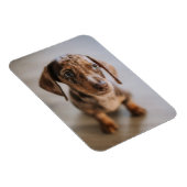 Niedliche Kleintiere | Braune Dackel Welpe Magnet (Rechte Seite)