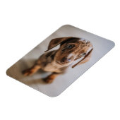 Niedliche Kleintiere | Braune Dackel Welpe Magnet (Linke Seite)