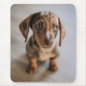 Niedliche Kleintiere | Braune Dackel Welpe Mousepad (Vorne)