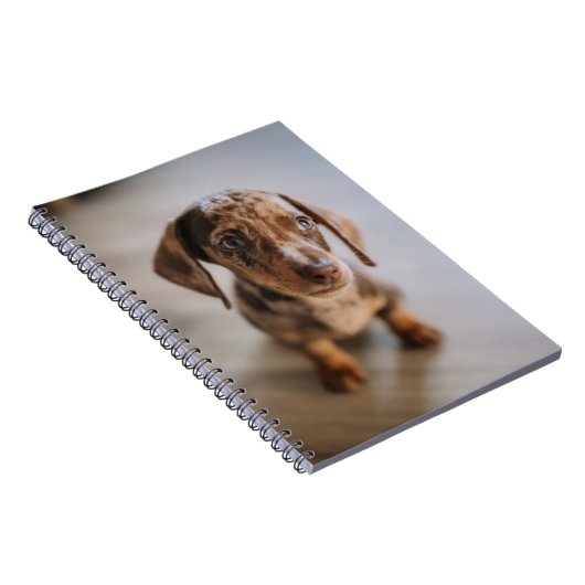 Niedliche Kleintiere | Braune Dackel Welpe Notizblock (Rechte Seite)