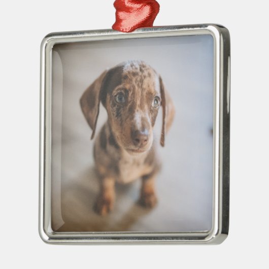 Niedliche Kleintiere | Braune Dackel Welpe Ornament Aus Metall (Links)