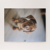 Niedliche Kleintiere | Braune Dackel Welpe Puzzle (Horizontal)