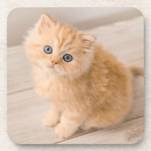 Niedliche Kleintiere   British Longhair Kitten Getränkeuntersetzer