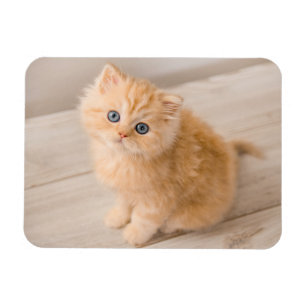 Niedliche Kleintiere   British Longhair Kitten Magnet
