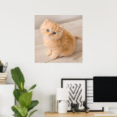 Niedliche Kleintiere | British Longhair Kitten Poster (Heimbüro)