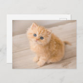 Niedliche Kleintiere | British Longhair Kitten Postkarte (Vorne/Hinten)
