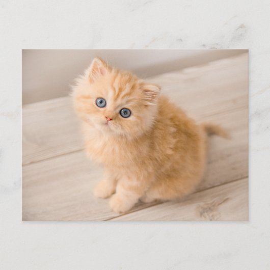 Niedliche Kleintiere | British Longhair Kitten Postkarte (Vorderseite)