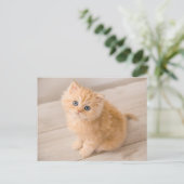 Niedliche Kleintiere | British Longhair Kitten Postkarte (Stehend Vorderseite)