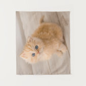 Niedliche Kleintiere | British Longhair Kitten Wandteppich (Vorderseite)